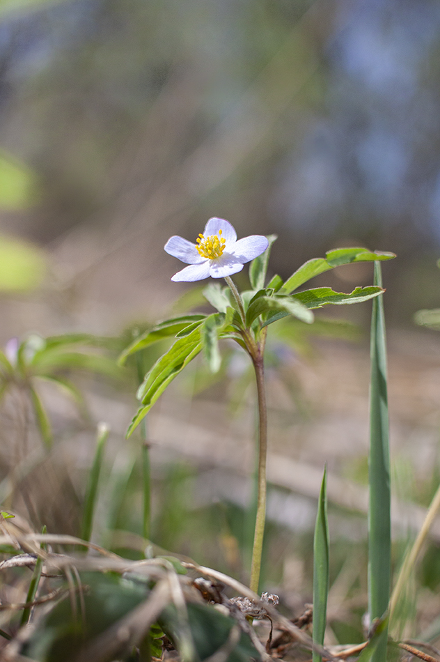 Image of Anemone caerulea specimen.