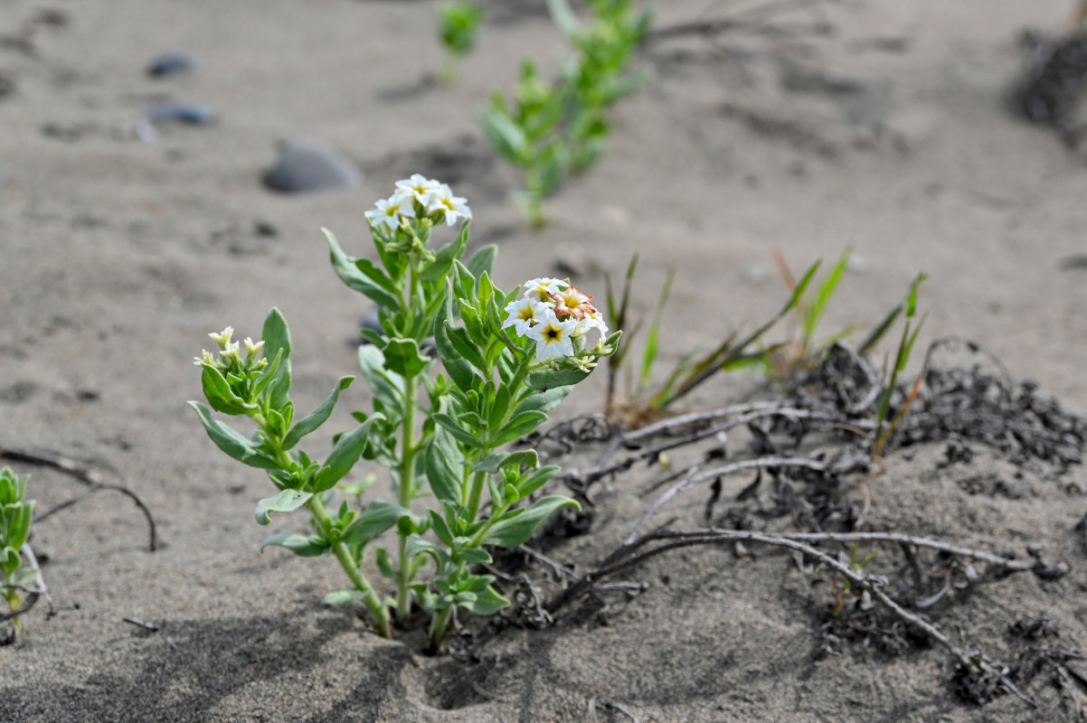 Image of Argusia sibirica specimen.