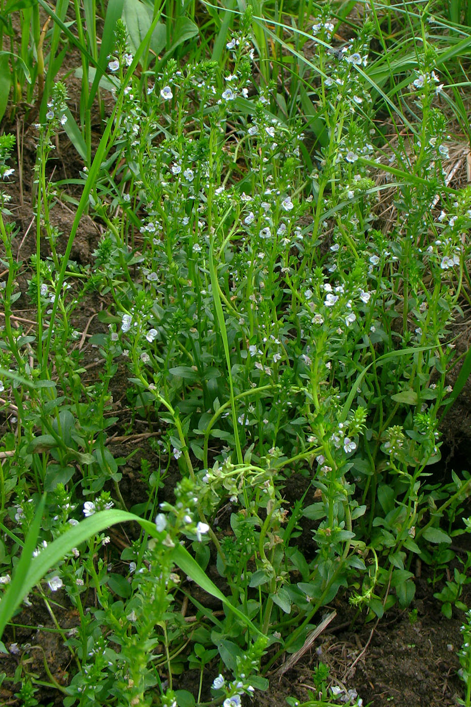 Image of Veronica serpyllifolia specimen.
