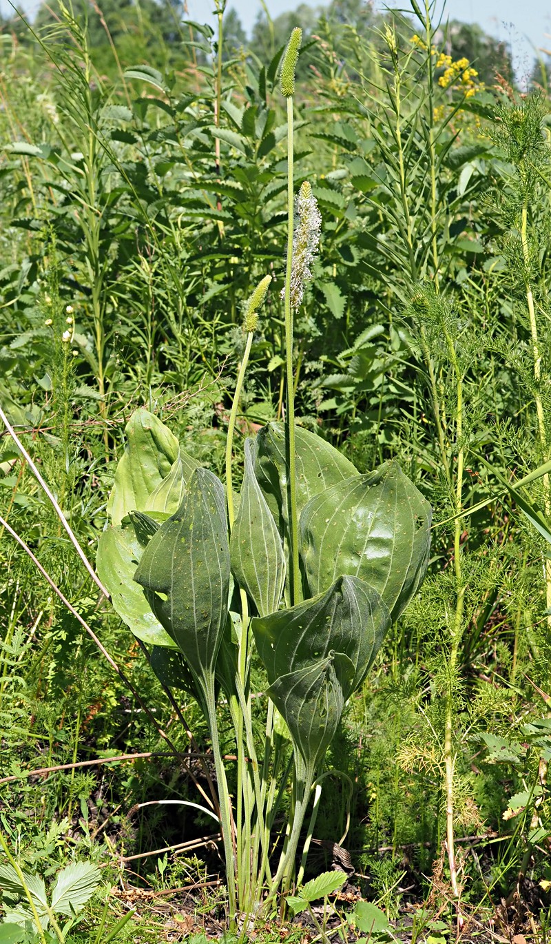 Image of Plantago maxima specimen.