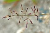 Eragrostis minor. Соцветие. Республика Абхазия, р. Кяласур. 23.08.2009.