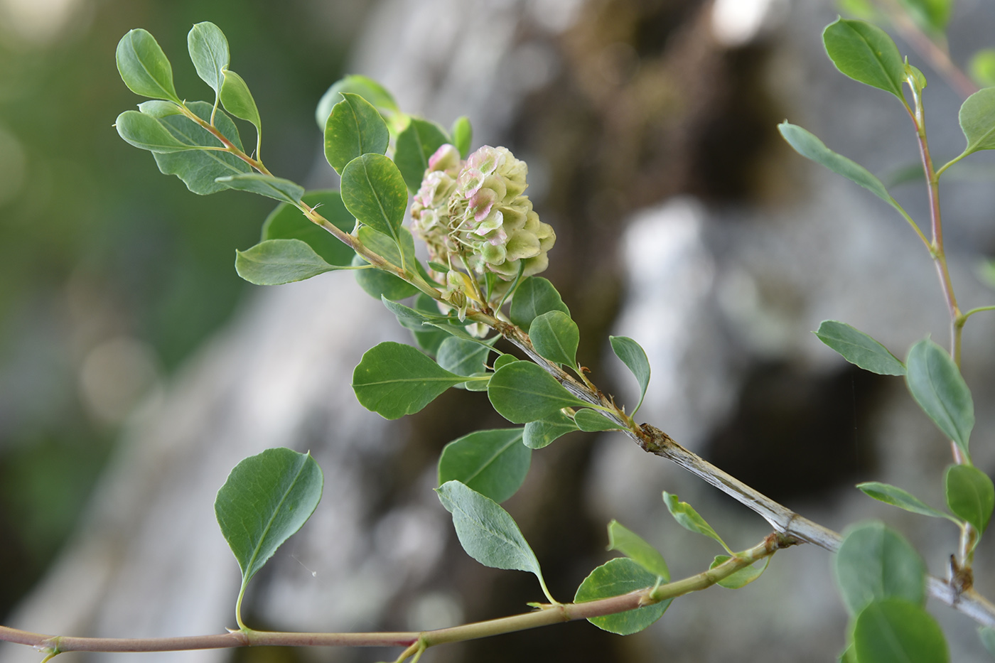 Image of Atraphaxis pyrifolia specimen.