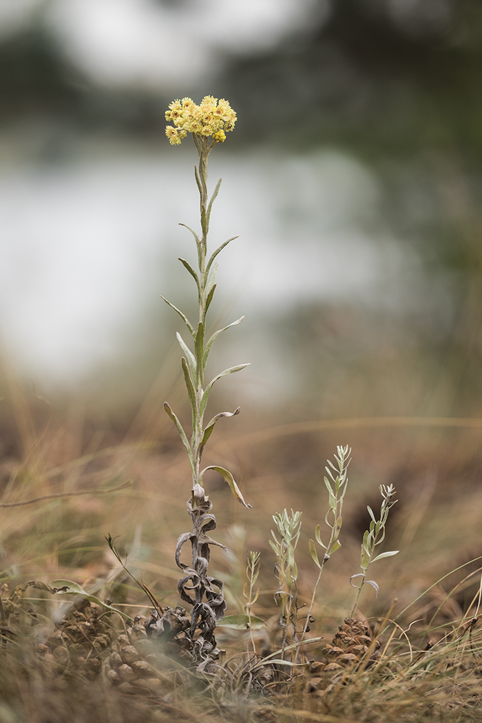 Изображение особи Helichrysum arenarium.