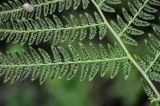 Athyrium monomachii. Часть вайи с сорусами (вид снизу). Приморье, Хасанский р-н, п-ов Гамова, окр. мыса Гамова, широколиственный лес, берег пруда. 01.08.2021.