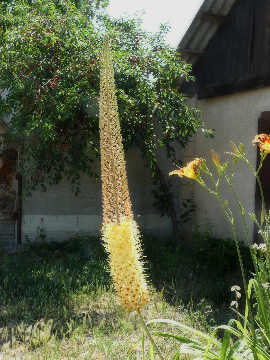 Image of Eremurus stenophyllus specimen.