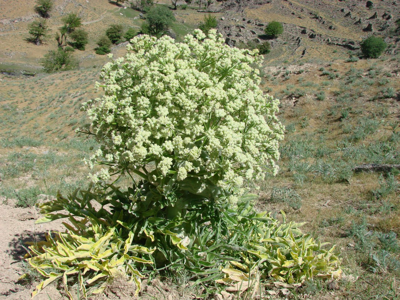 Изображение особи Ferula foetida.