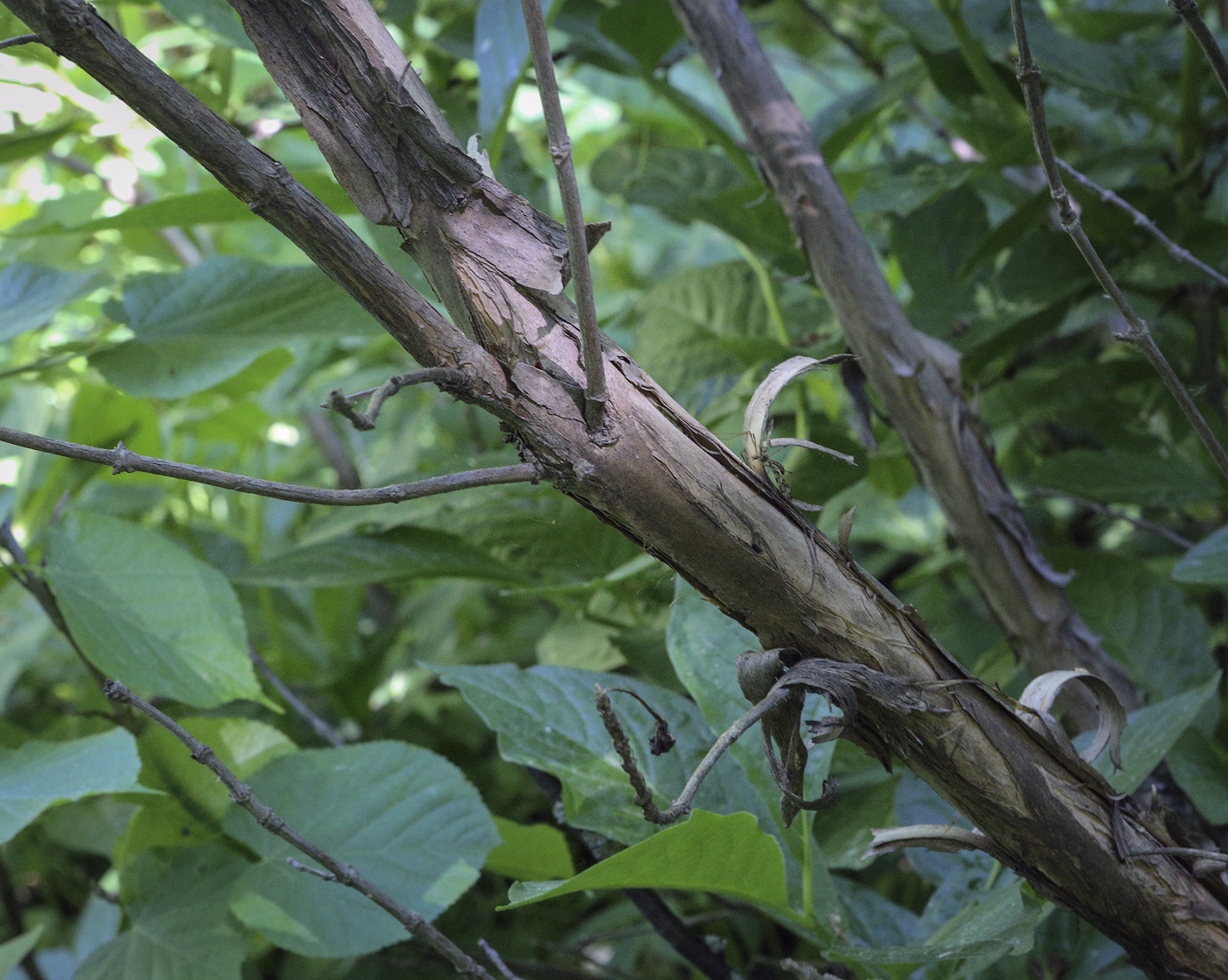 Изображение особи Lonicera alpigena.