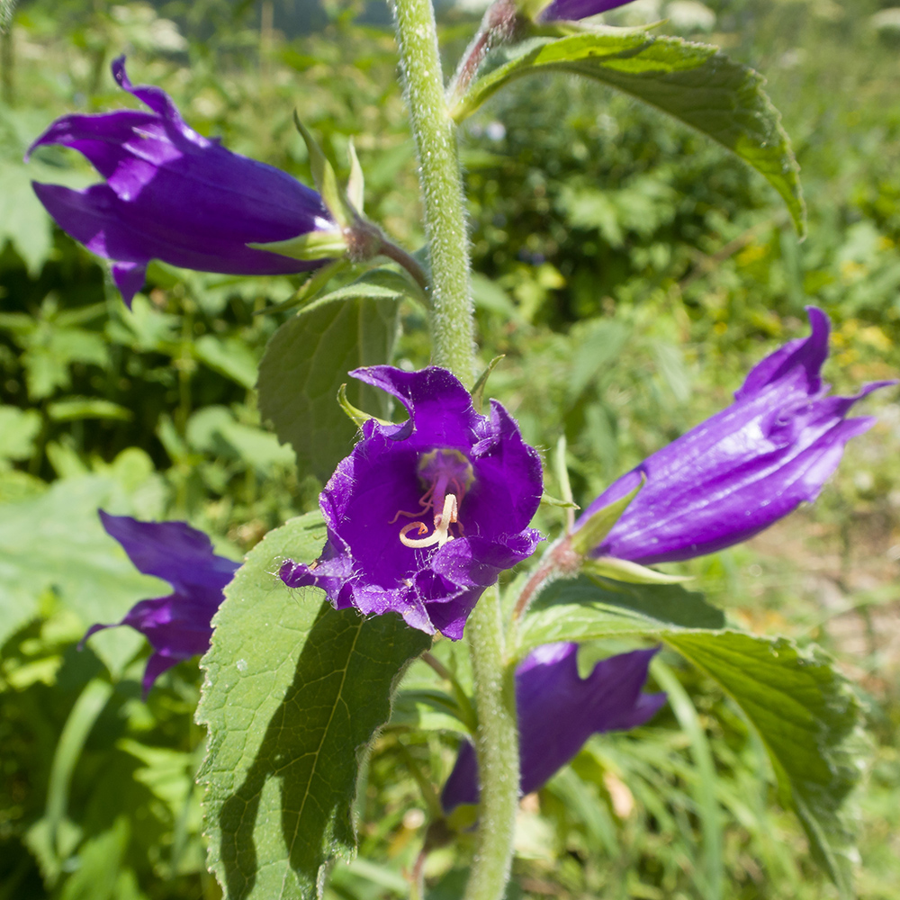 Изображение особи Campanula latifolia.