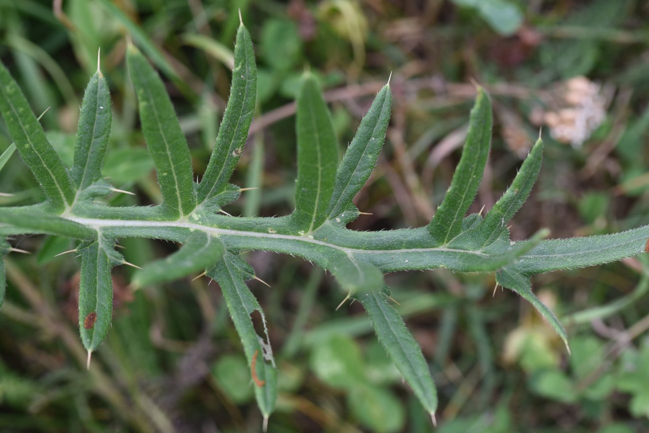 Изображение особи род Cirsium.