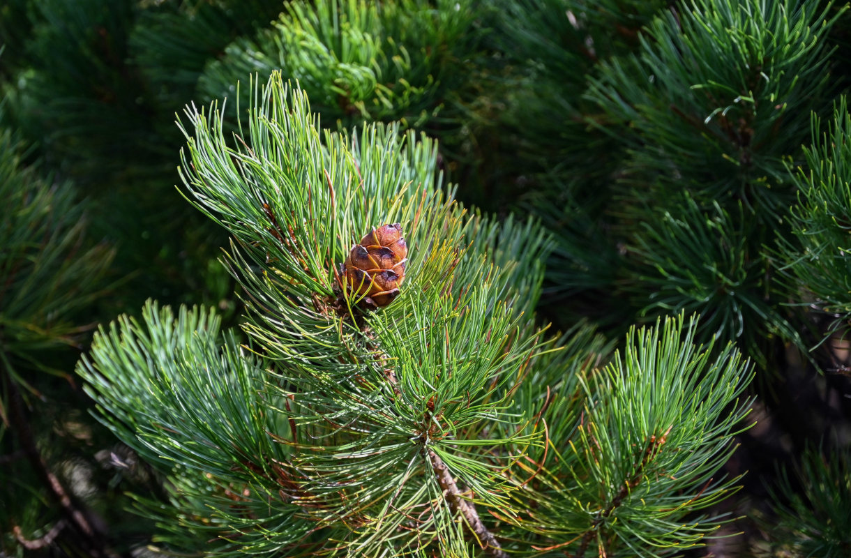 Изображение особи Pinus pumila.