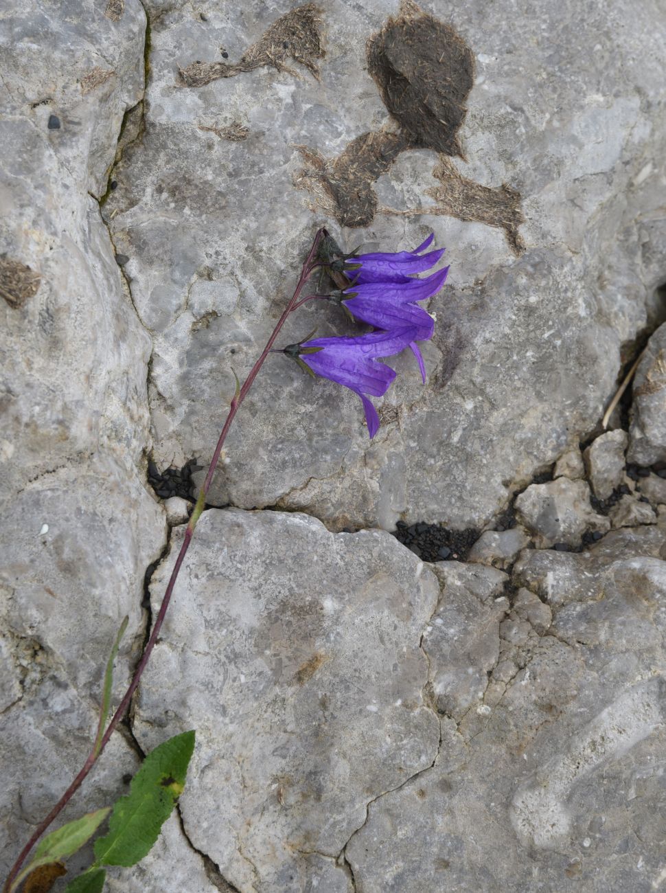 Image of Campanula collina specimen.