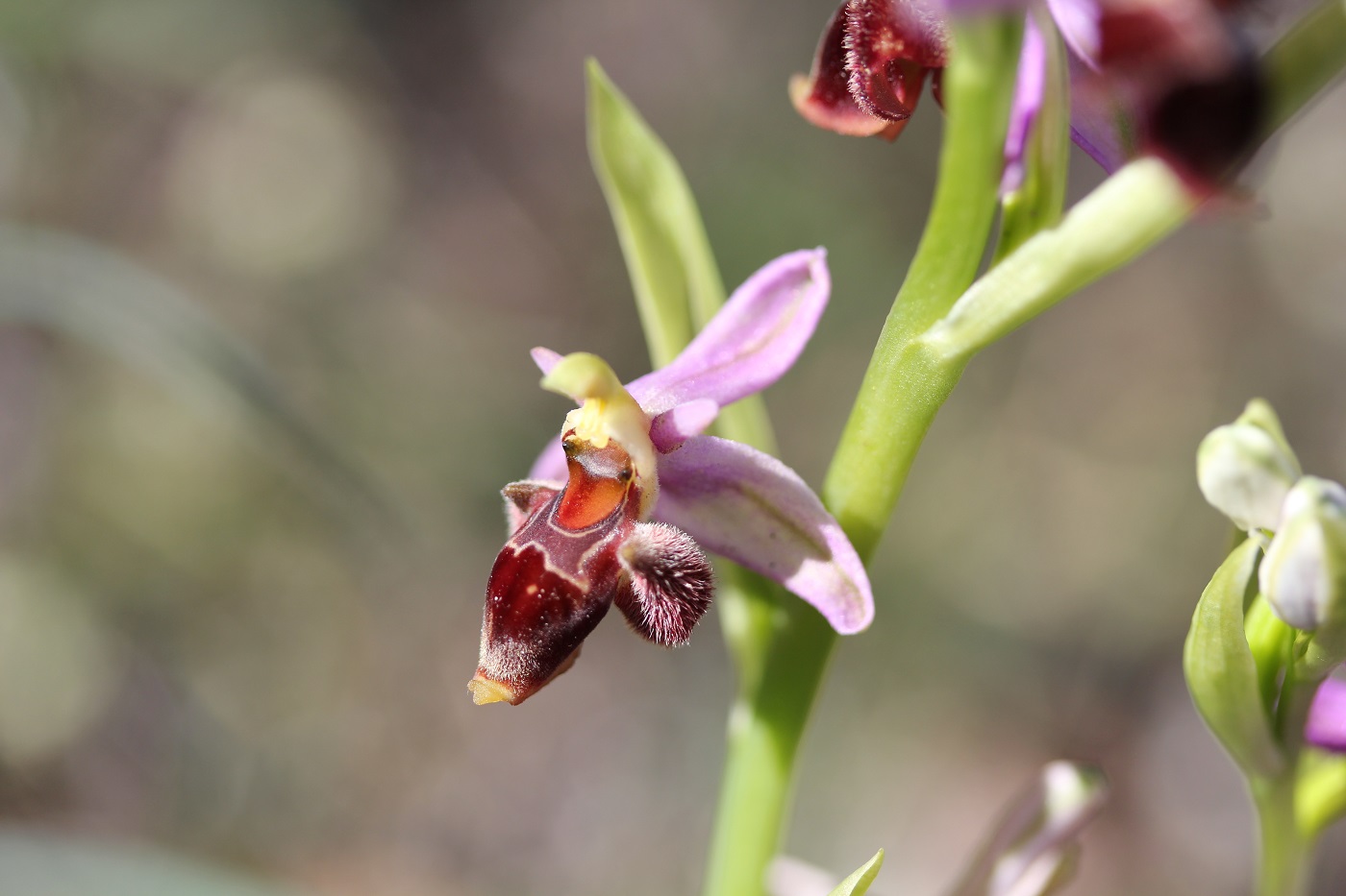 Изображение особи Ophrys oestrifera.