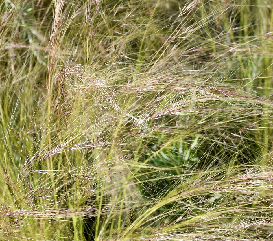 Image of familia Poaceae specimen.