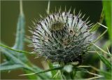 Cirsium vulgare