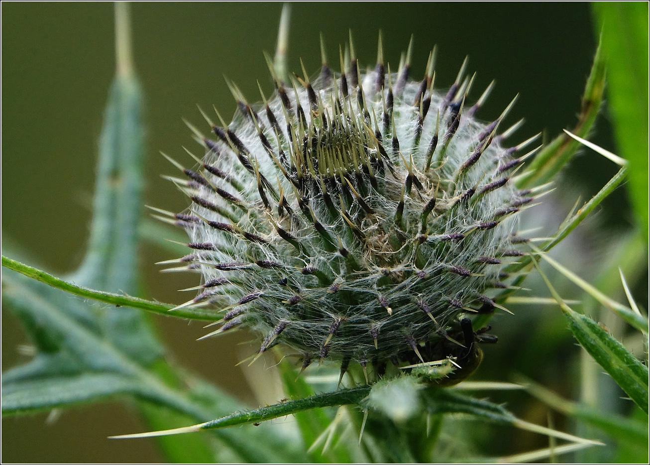 Image of Cirsium vulgare specimen.