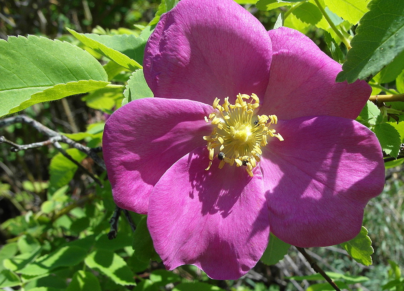 Image of genus Rosa specimen.