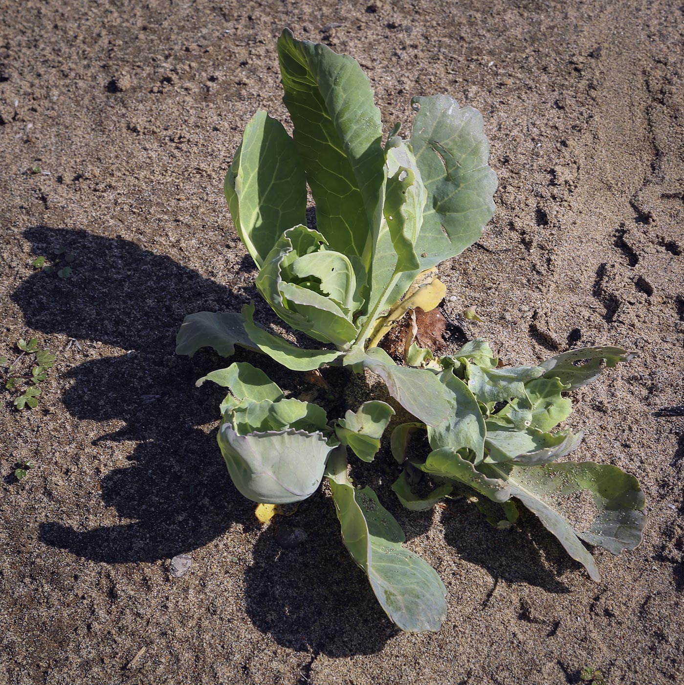 Изображение особи Brassica oleracea var. capitata.