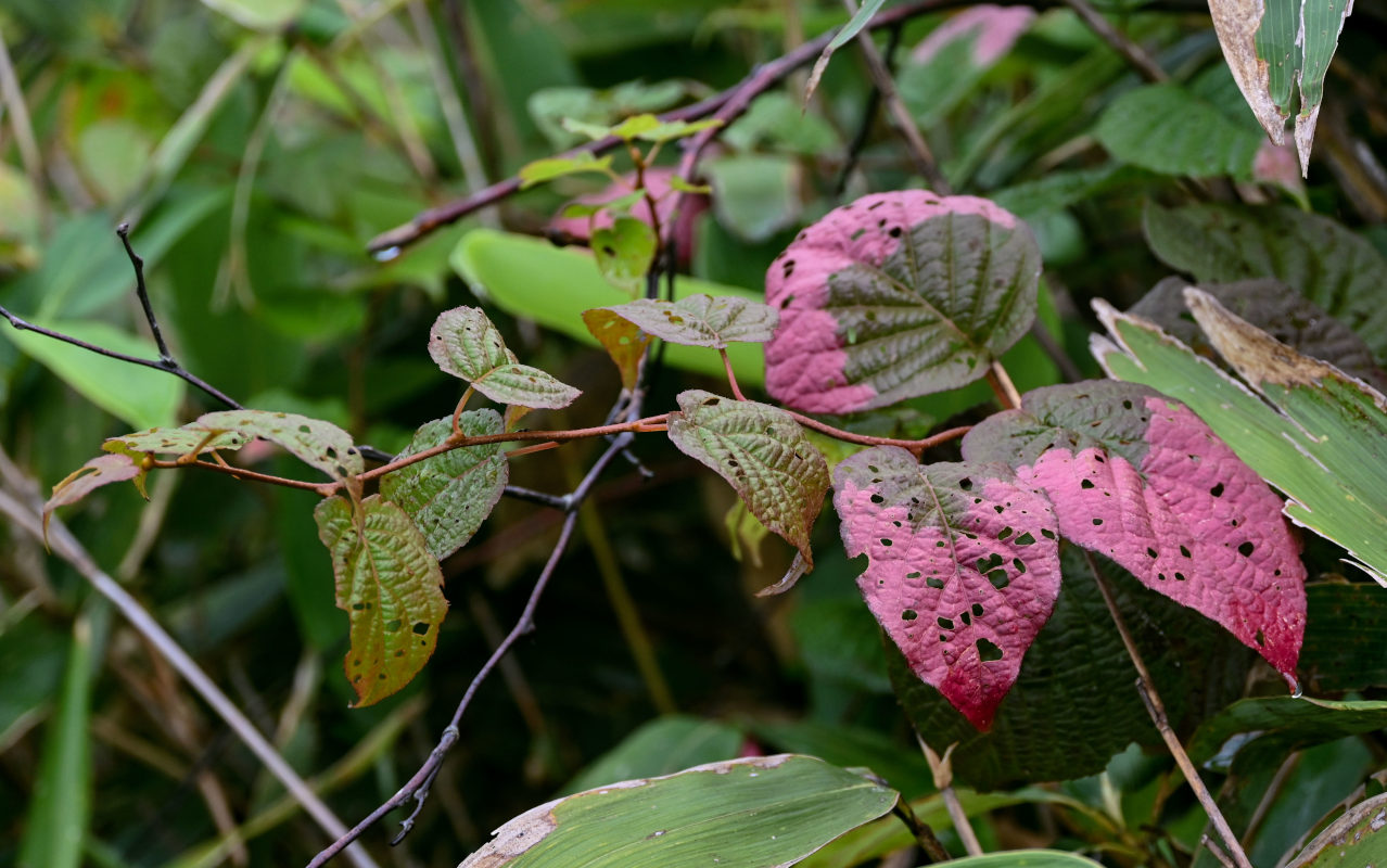 Image of Actinidia kolomikta specimen.