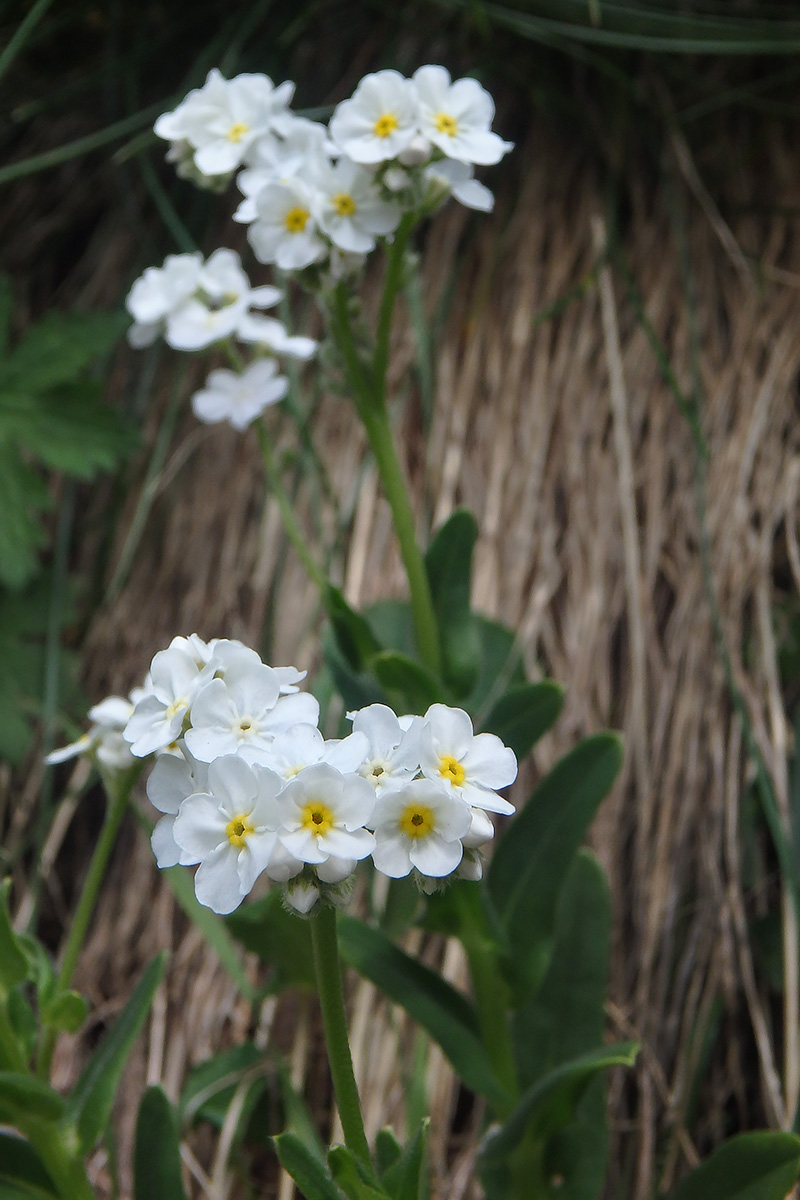 Image of familia Boraginaceae specimen.