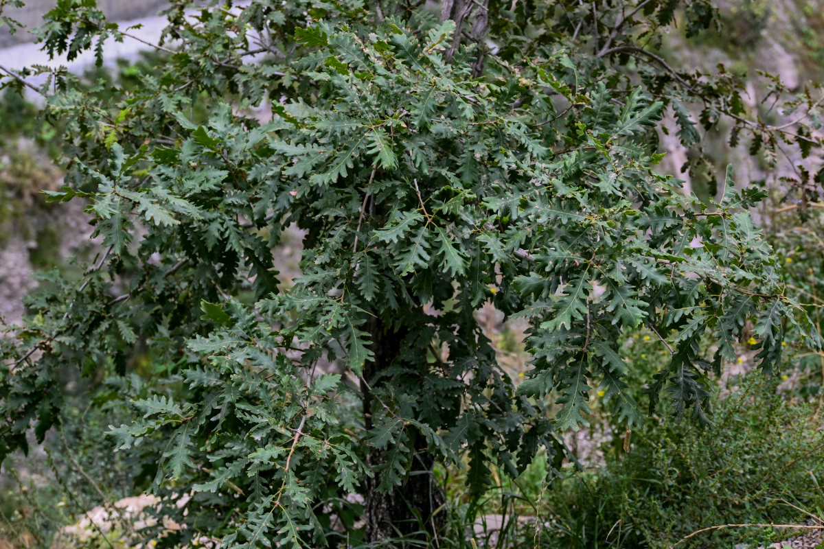 Image of Quercus dalechampii specimen.