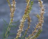 Myricaria bracteata. Часть побега с соплодиями. Чечня, Шаройский р-н, окр. с. Химой, левый берег р. Шароаргун. 08.08.2023.