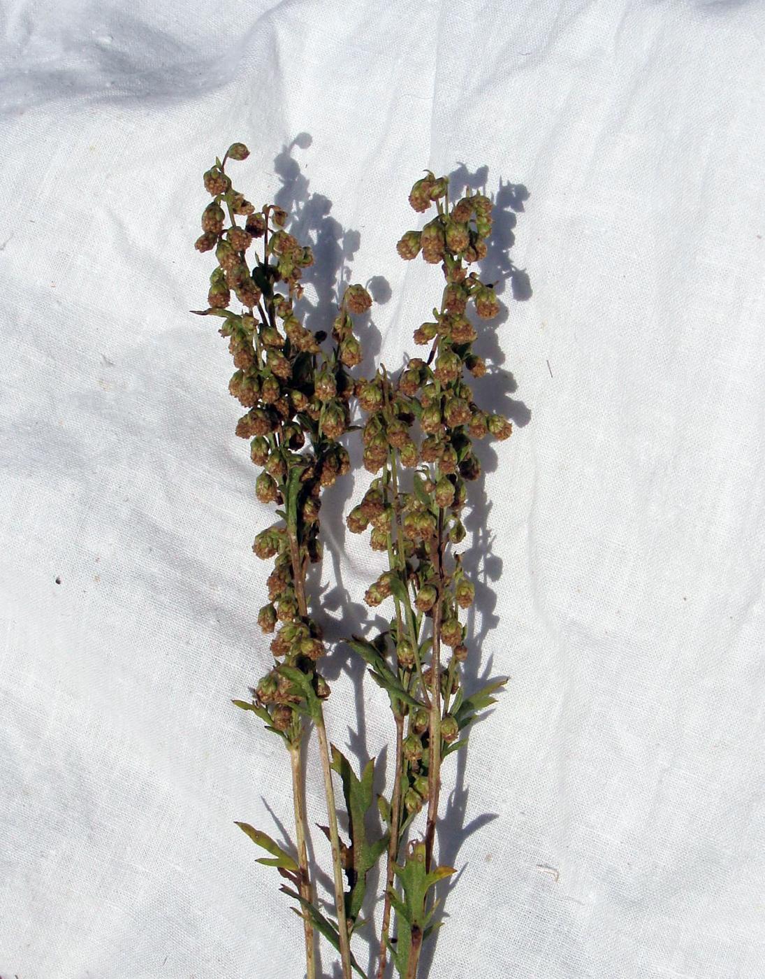 Image of genus Artemisia specimen.