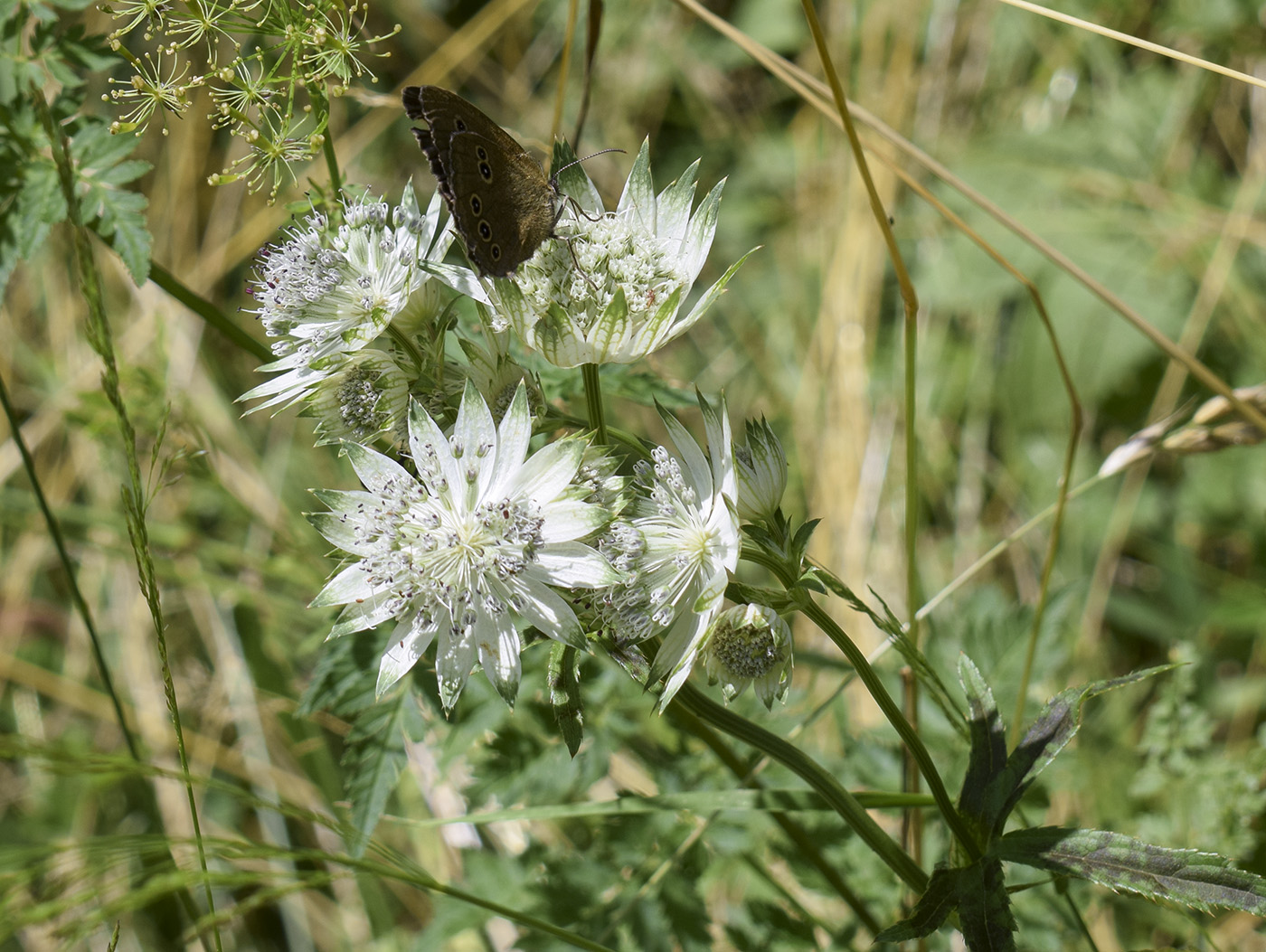 Изображение особи Astrantia major.