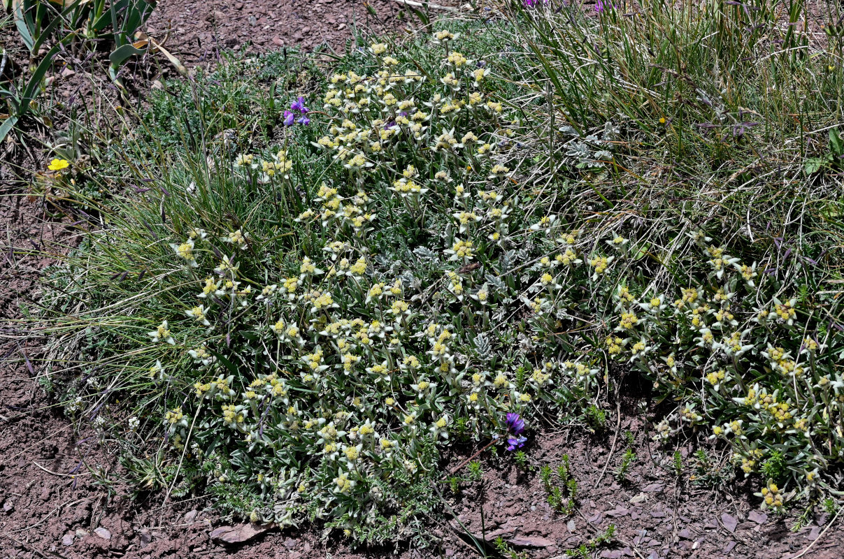 Image of genus Leontopodium specimen.