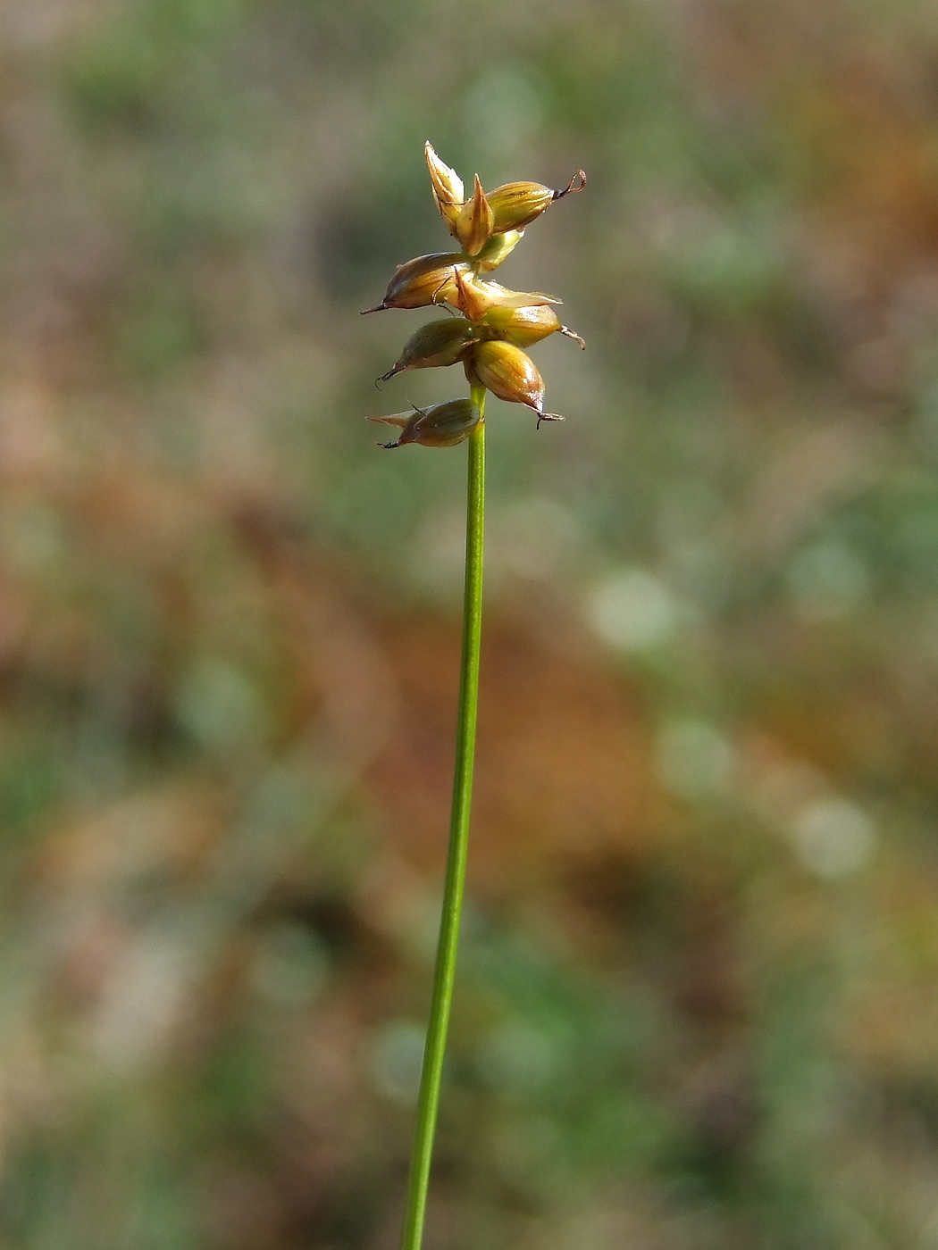 Изображение особи Carex gynocrates.