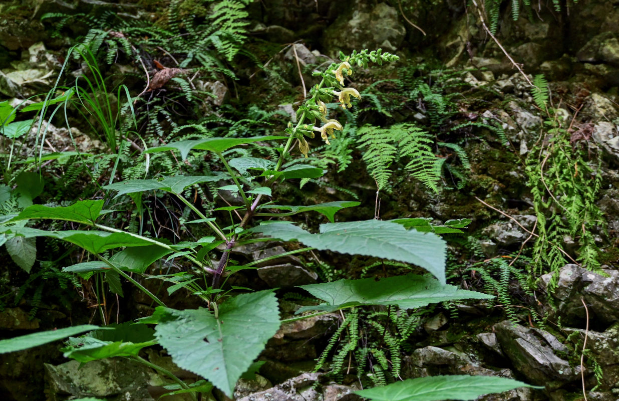 Image of Salvia glutinosa specimen.