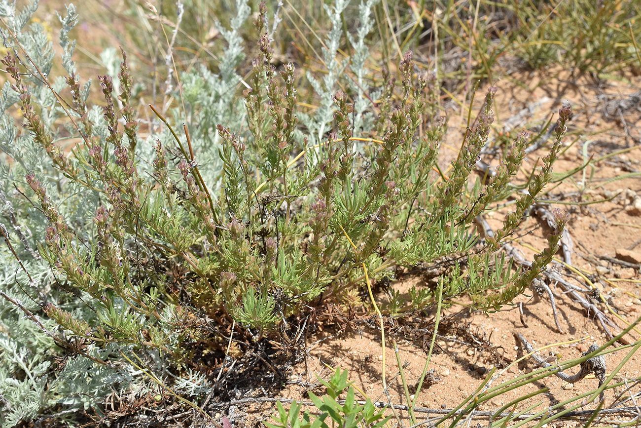 Image of Veronica capsellicarpa specimen.