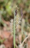 genus Carex. Верхушка побега с соцветиями. Испания, автономное сообщество Каталония, провинция Жирона, комарка Ла-Гарроча, муниципалитет Ла-Валь-де-Бианья, подр-н (субкомарка) Л’Альта-Гарроча, 870 м н.у.м., перевал Capsacosta, обочина дороги в смешанном лесу. 12.04.2024.