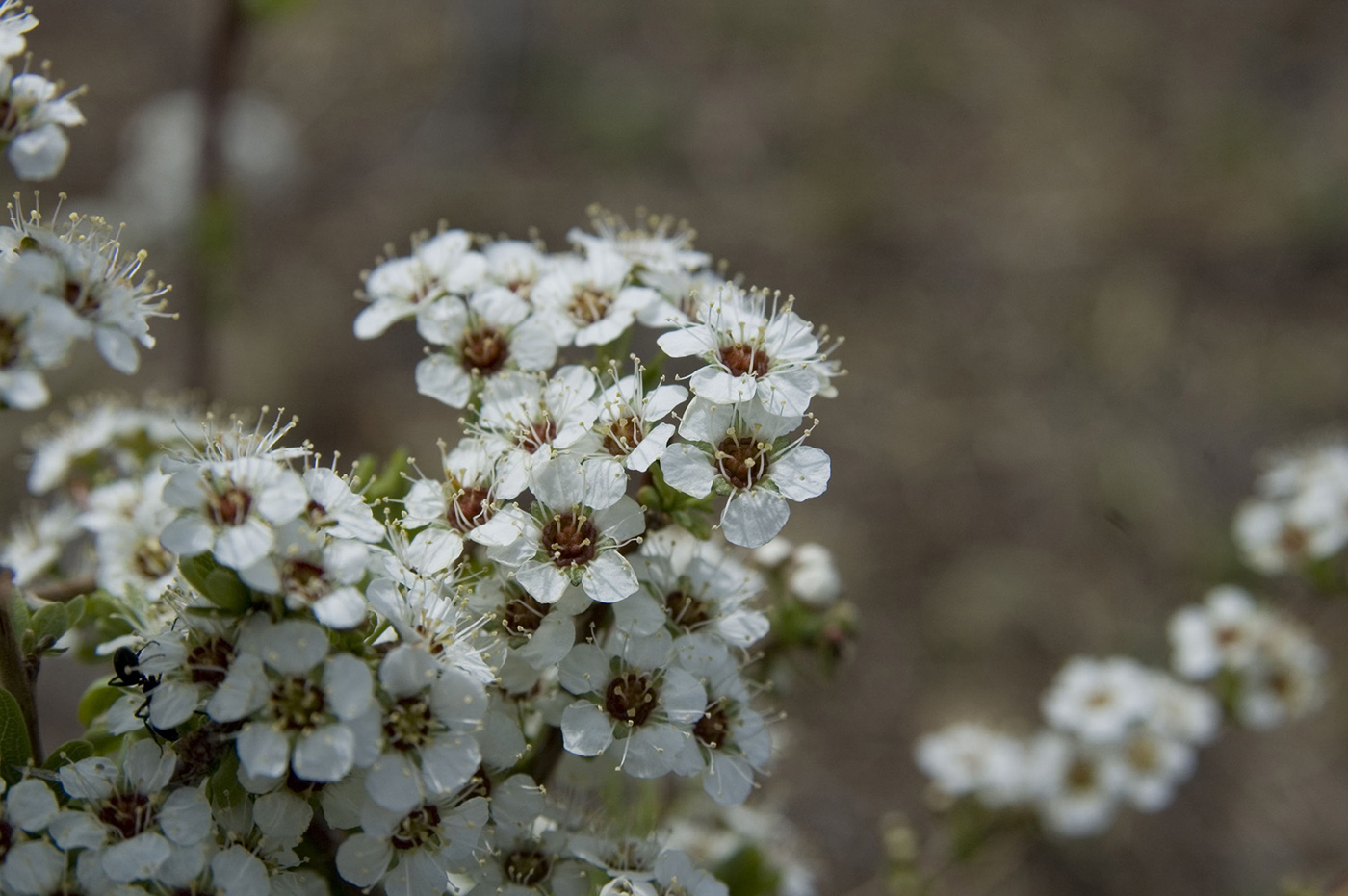 Image of Spiraea aquilegifolia specimen.