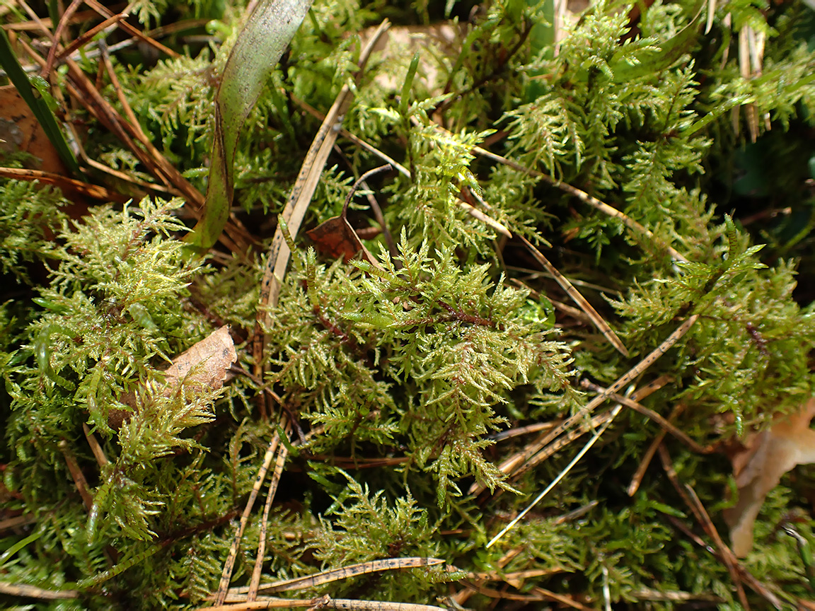 Image of Hylocomium splendens specimen.