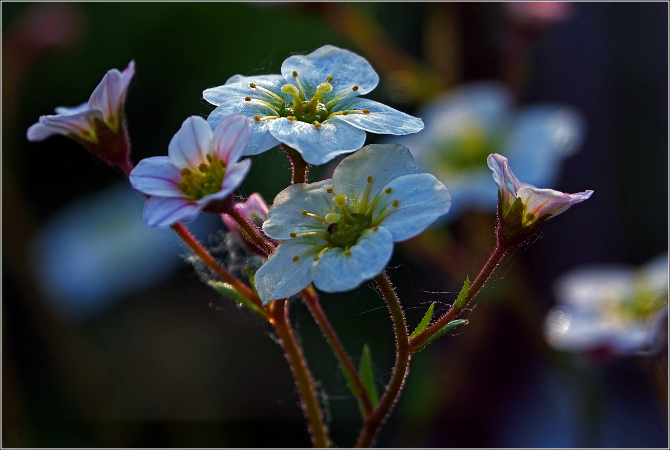 Image of Saxifraga &times; arendsii specimen.