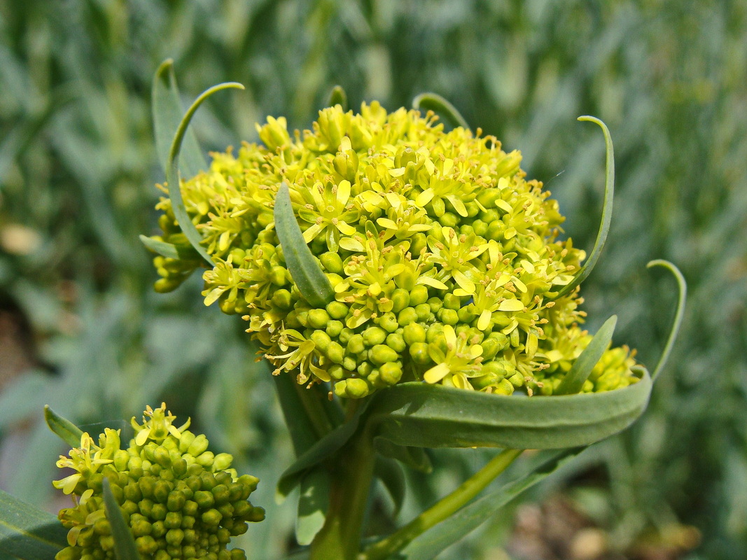 Image of Bunias orientalis specimen.