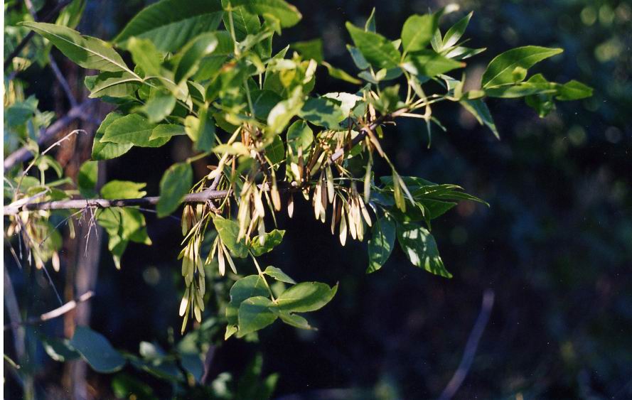 Image of Fraxinus excelsior specimen.