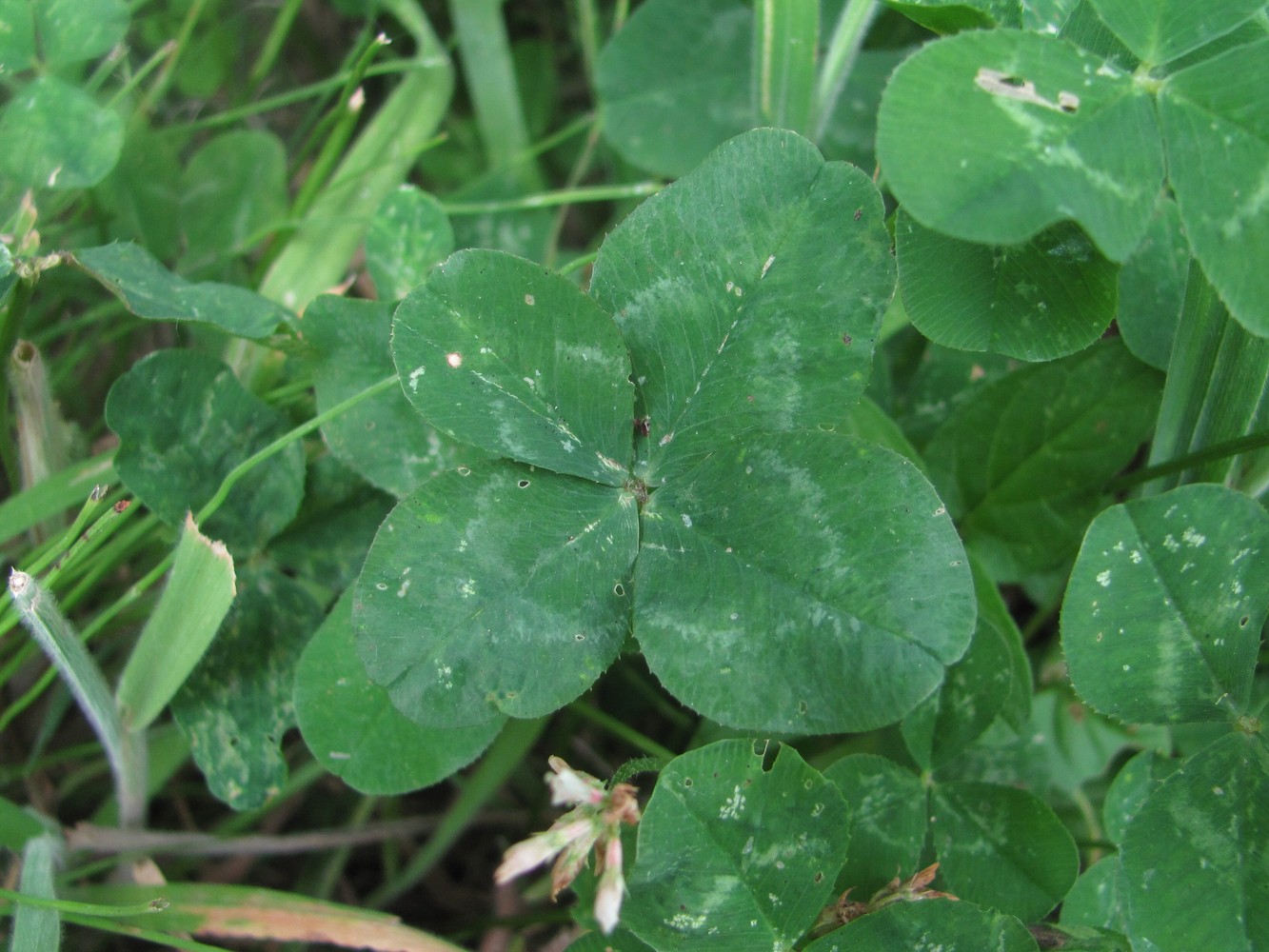 Изображение особи Trifolium repens.