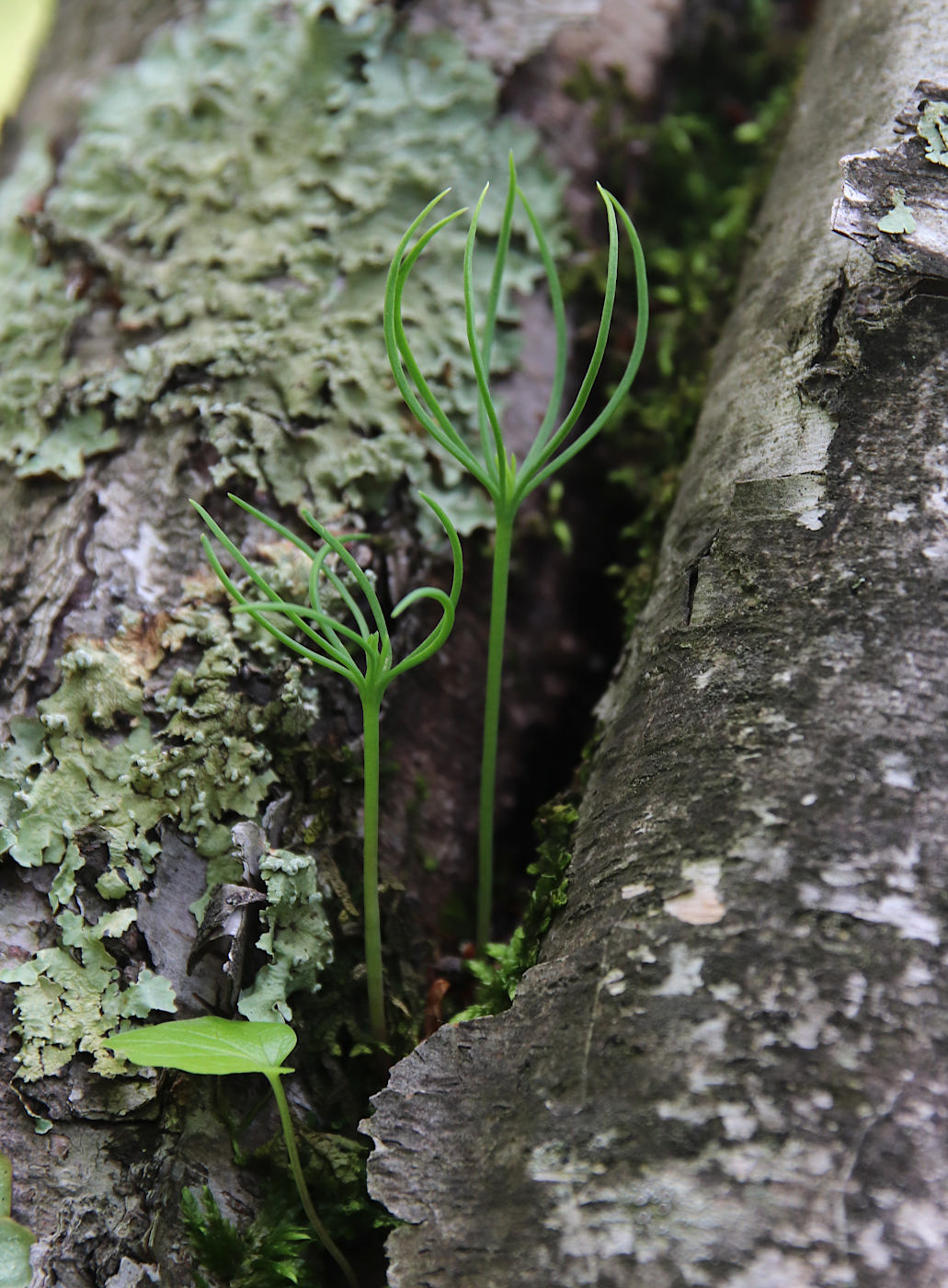 Image of Pinus sylvestris ssp. hamata specimen.