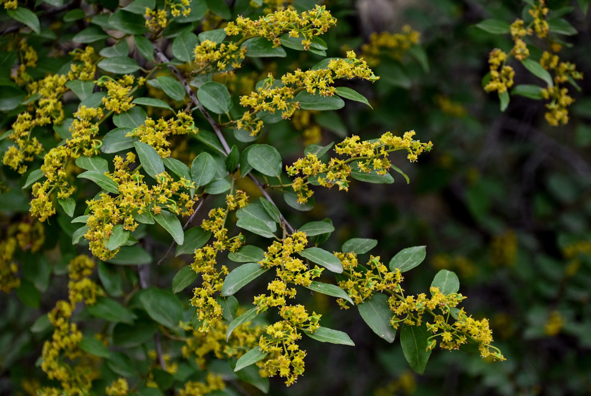 Image of Paliurus spina-christi specimen.