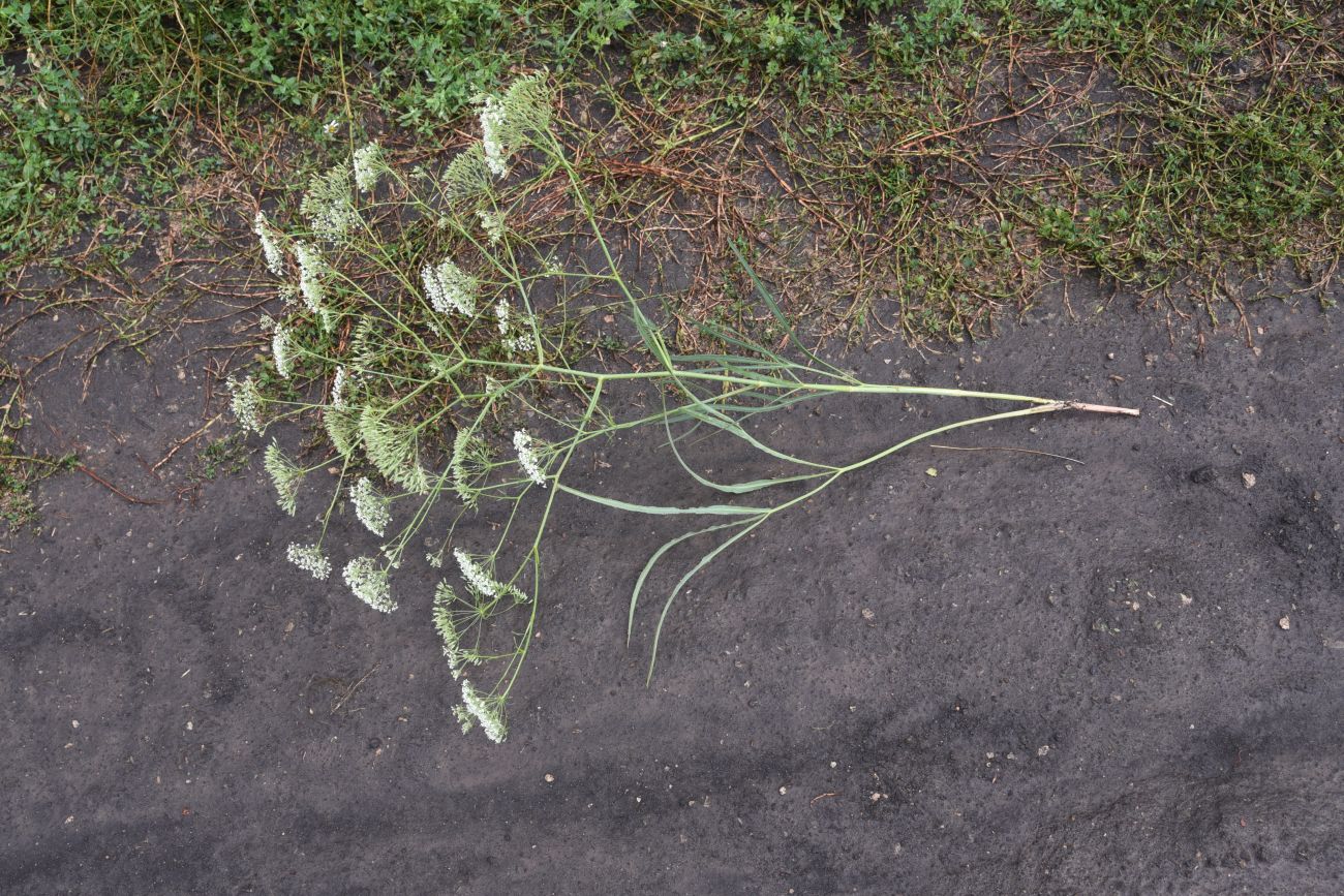 Image of Falcaria vulgaris specimen.