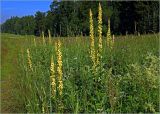 Verbascum nigrum. Цветущие растения. Московская обл., Раменский р-н, окр. ж.-д. платформы Хрипань, просека под ЛЭП. 04.07.2024.