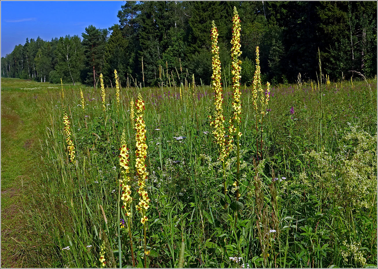 Изображение особи Verbascum nigrum.