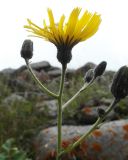 Hieracium korshinskyi