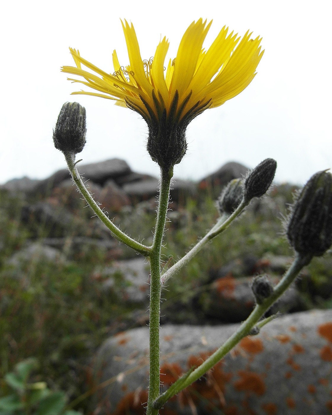 Image of Hieracium korshinskyi specimen.