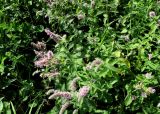 Mentha longifolia. Верхушки цветущих растений. Московская обл., окр. г. Электрогорск, дачный участок, в культуре. 10.08.2024.