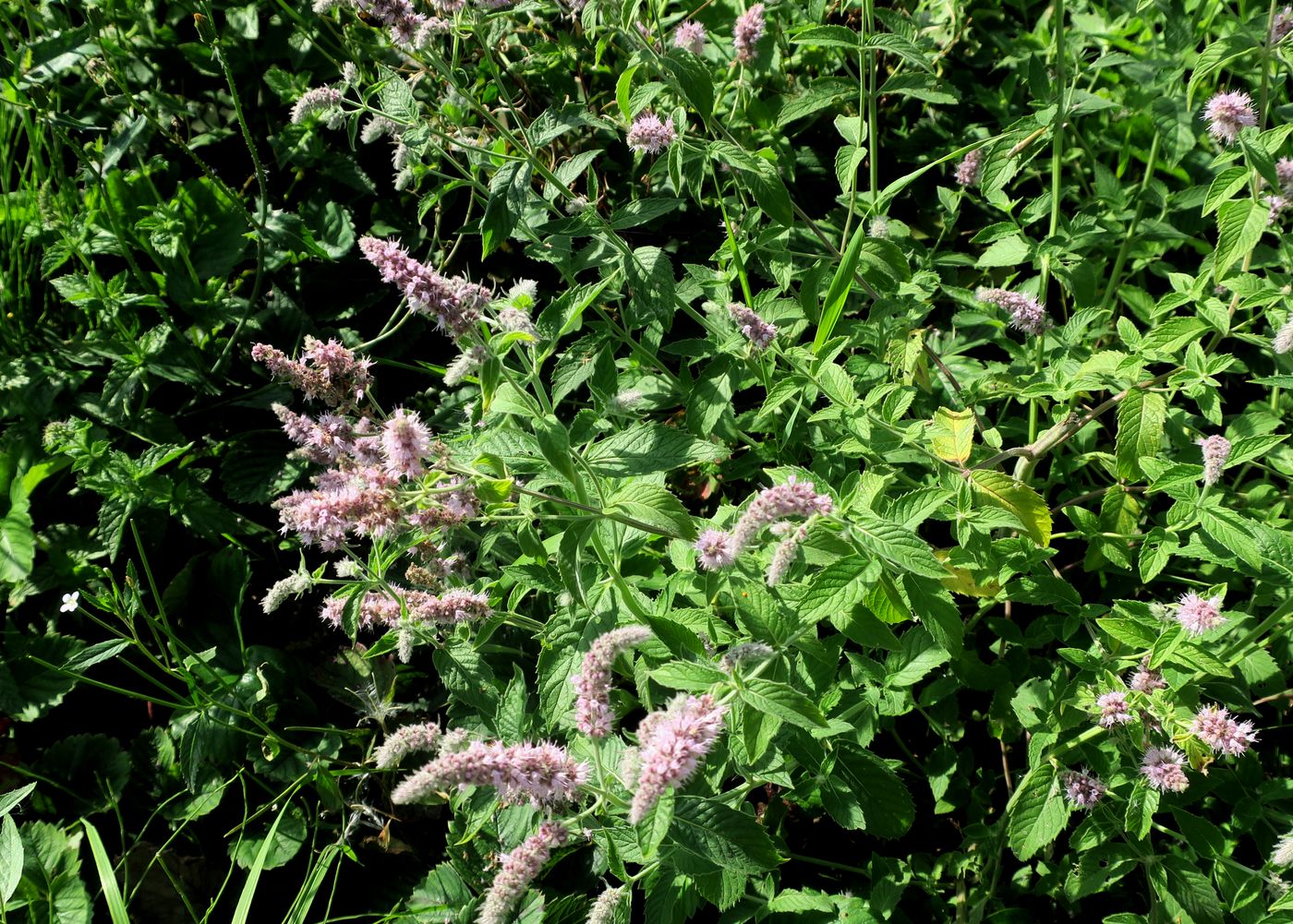 Изображение особи Mentha longifolia.