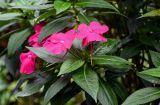 Impatiens walleriana. Верхушка побега с соцветием. Китай, провинция Гуандун, г. Гуанчжоу, в культуре. 28.05.2024.