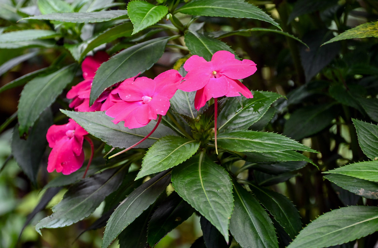 Изображение особи Impatiens walleriana.