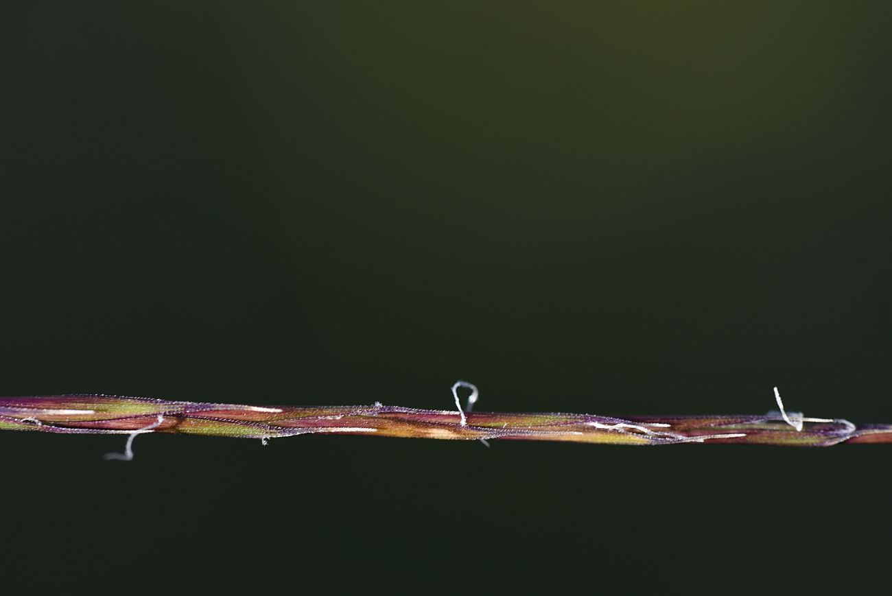 Image of familia Poaceae specimen.